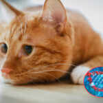 The secret of orange cats