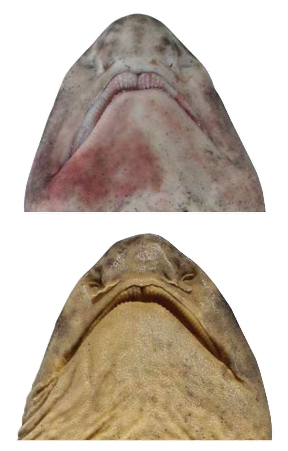 painted swellshark