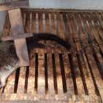 palm civets