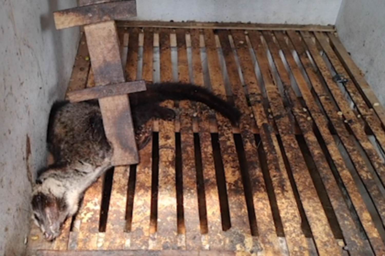 palm civets