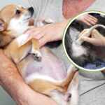 Pregnant dog