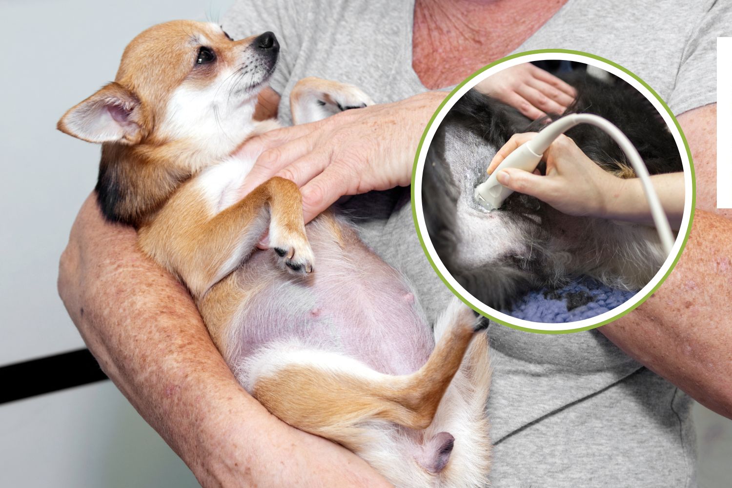 Pregnant dog