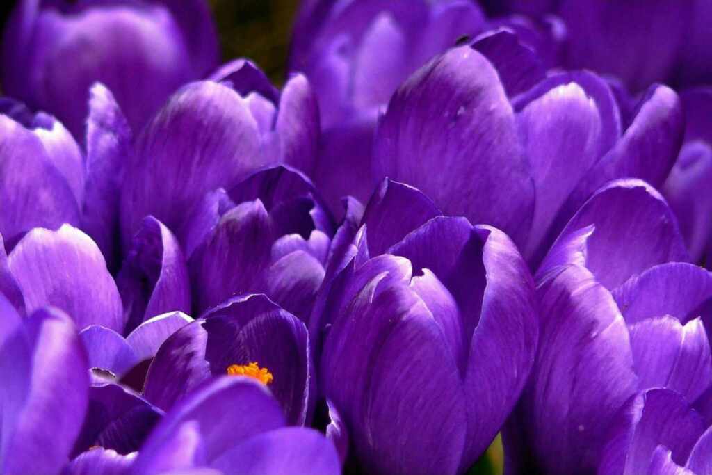 The color purple does not exist