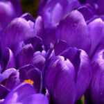 The color purple does not exist