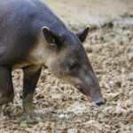 south american tapir