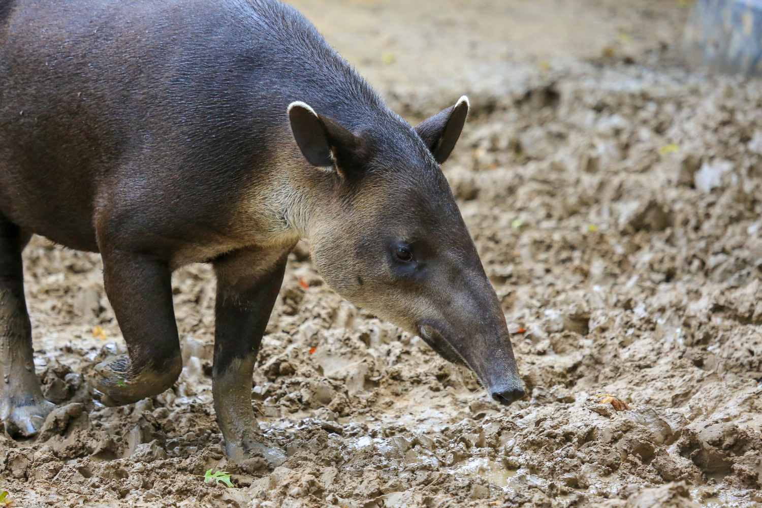 south american tapir