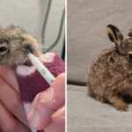 sick wild rabbit