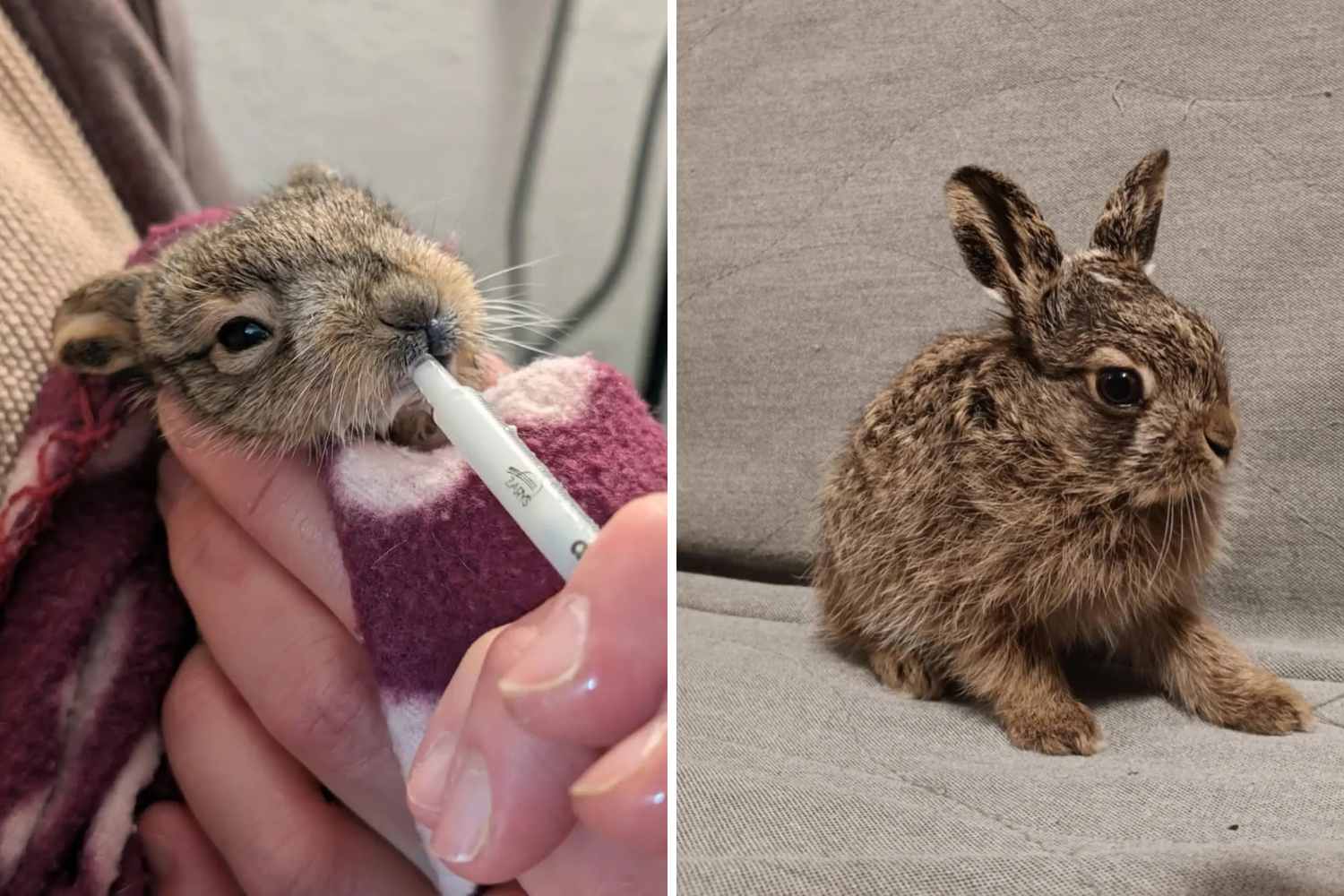 sick wild rabbit