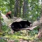 Momma Bear resting on a hammock