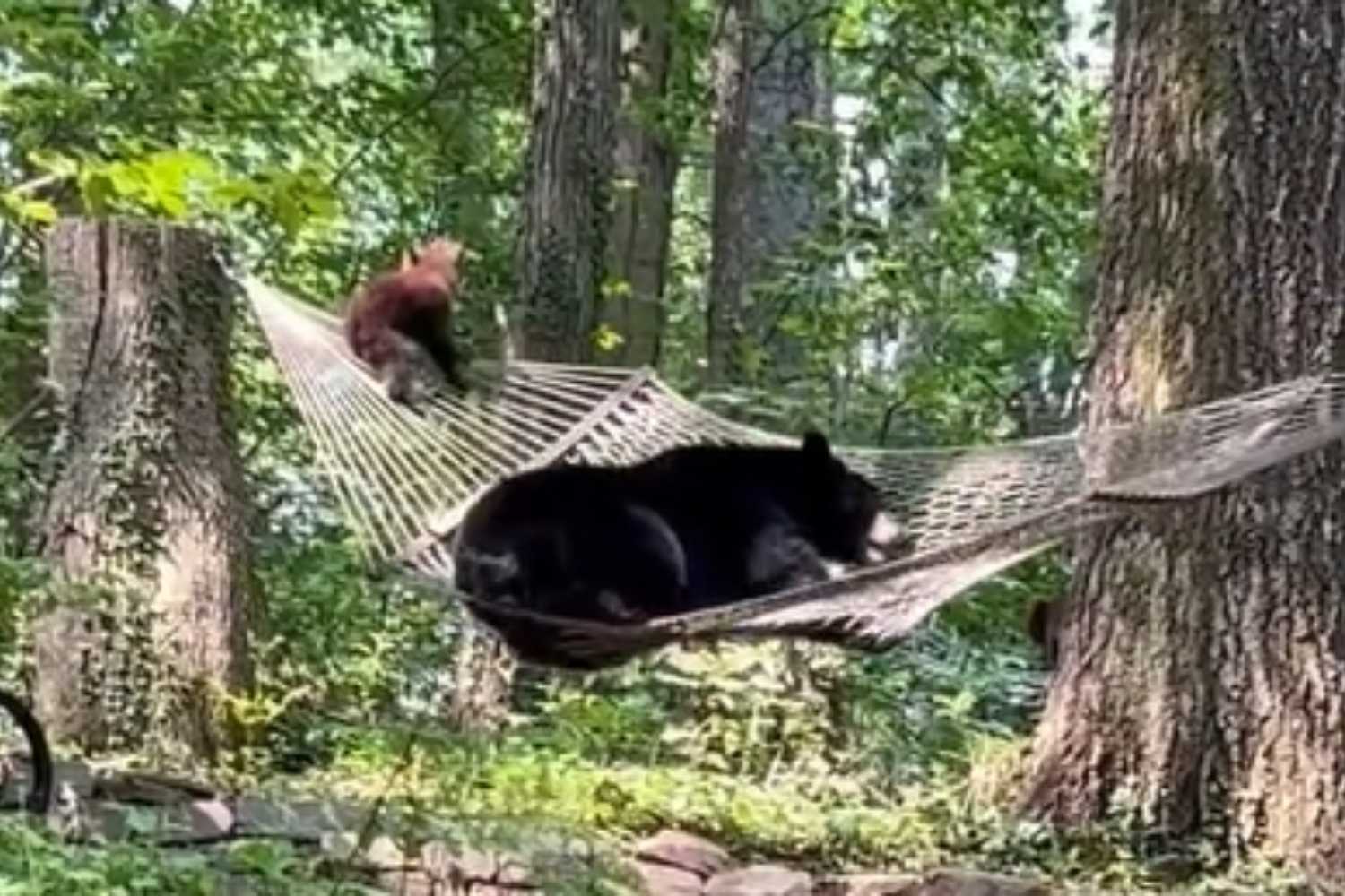 Momma Bear resting on a hammock