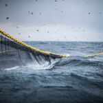 Bottom trawling