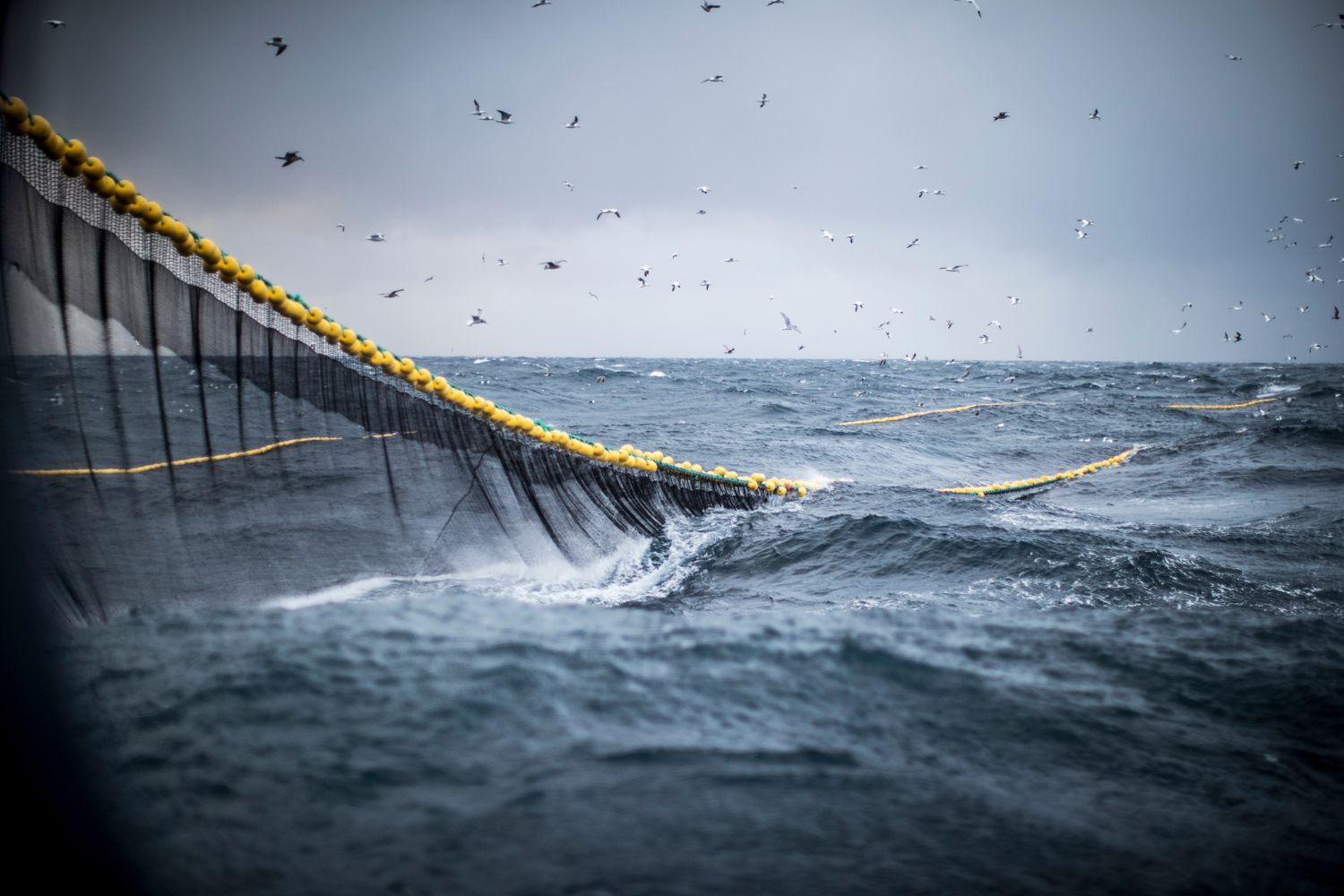 Bottom trawling