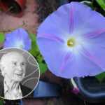 Morning Glor and Albert Hofmann