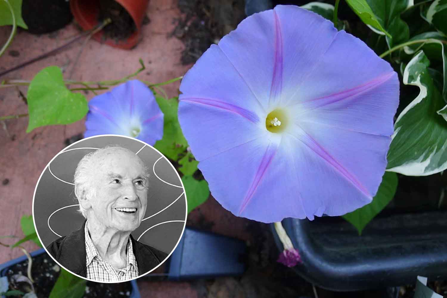 Morning Glor and Albert Hofmann