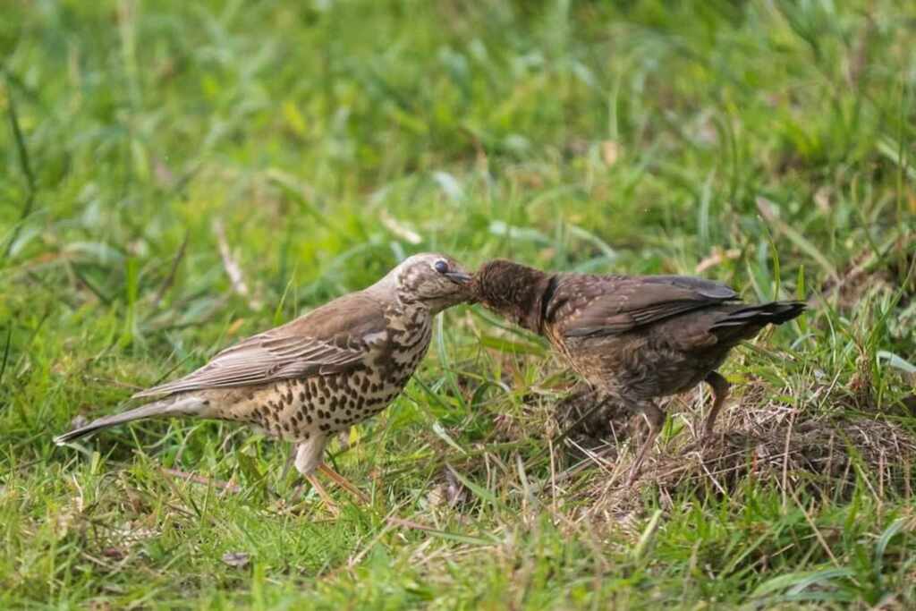 Birds