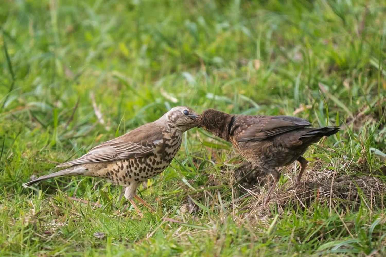 Birds