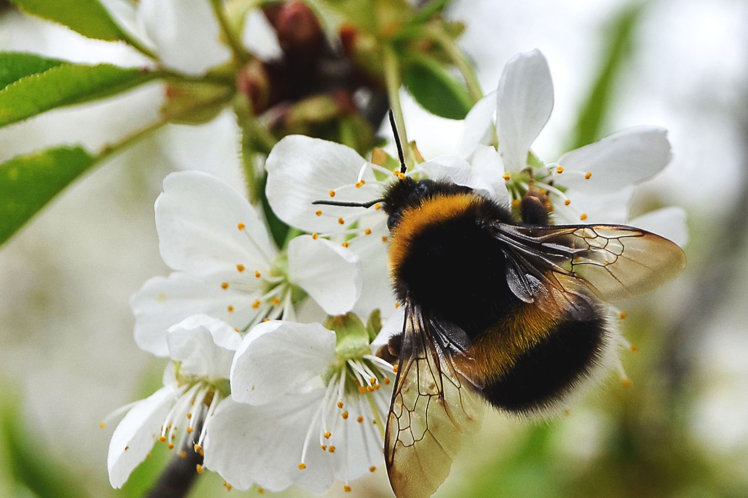 bumblebee queens