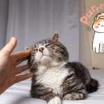 cats purr