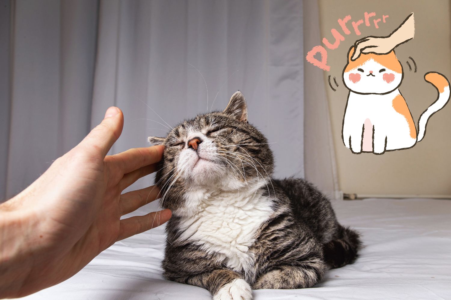 cats purr