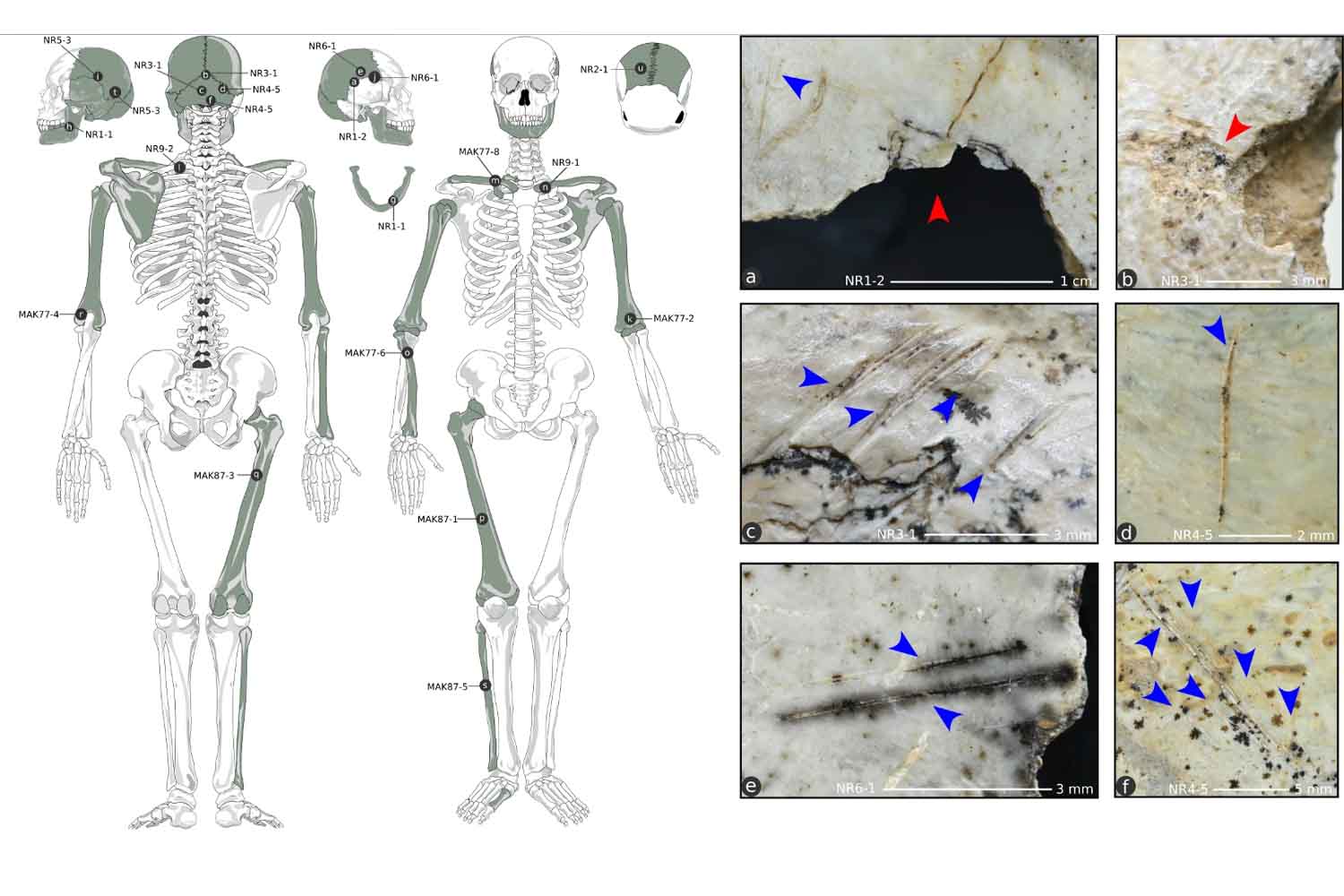 new discovery humans ate each other 18,000 years ago