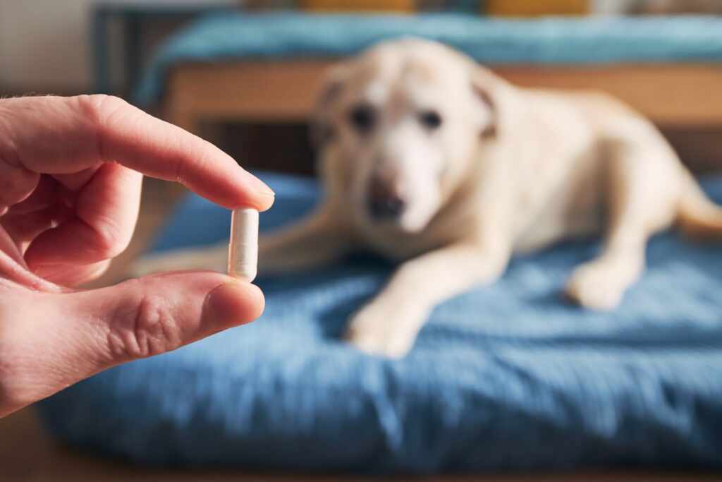 dog's extra years of life