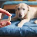 dog's extra years of life