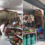 elephant shopping foods