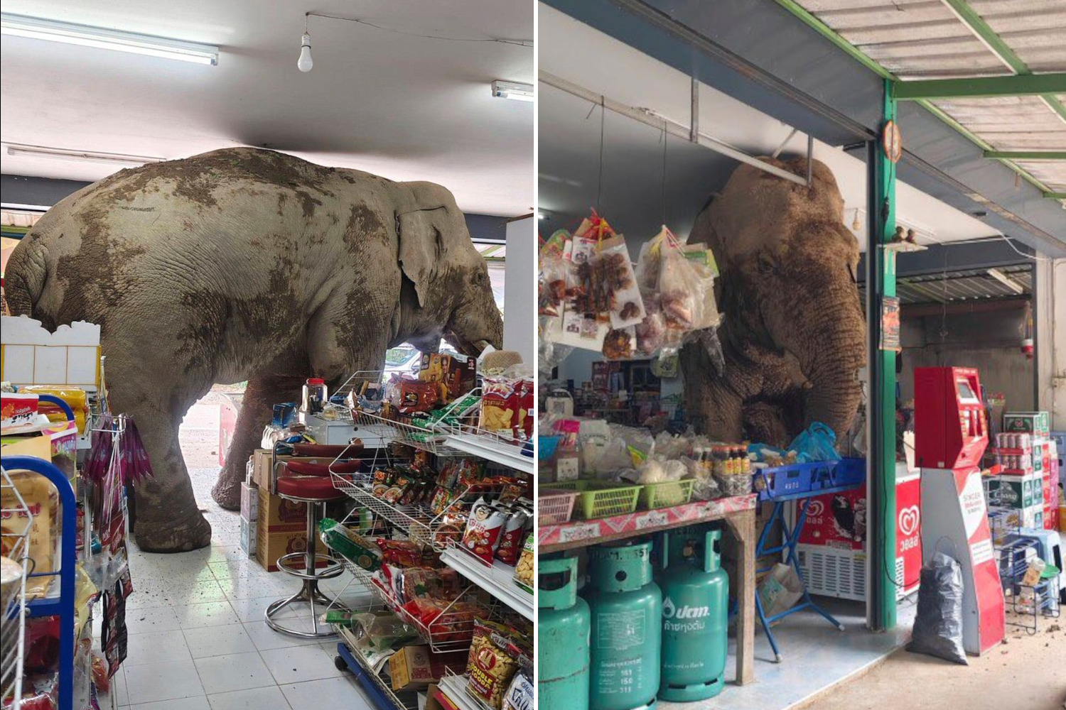 elephant shopping foods