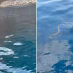 Snakes invasion in Ibiza