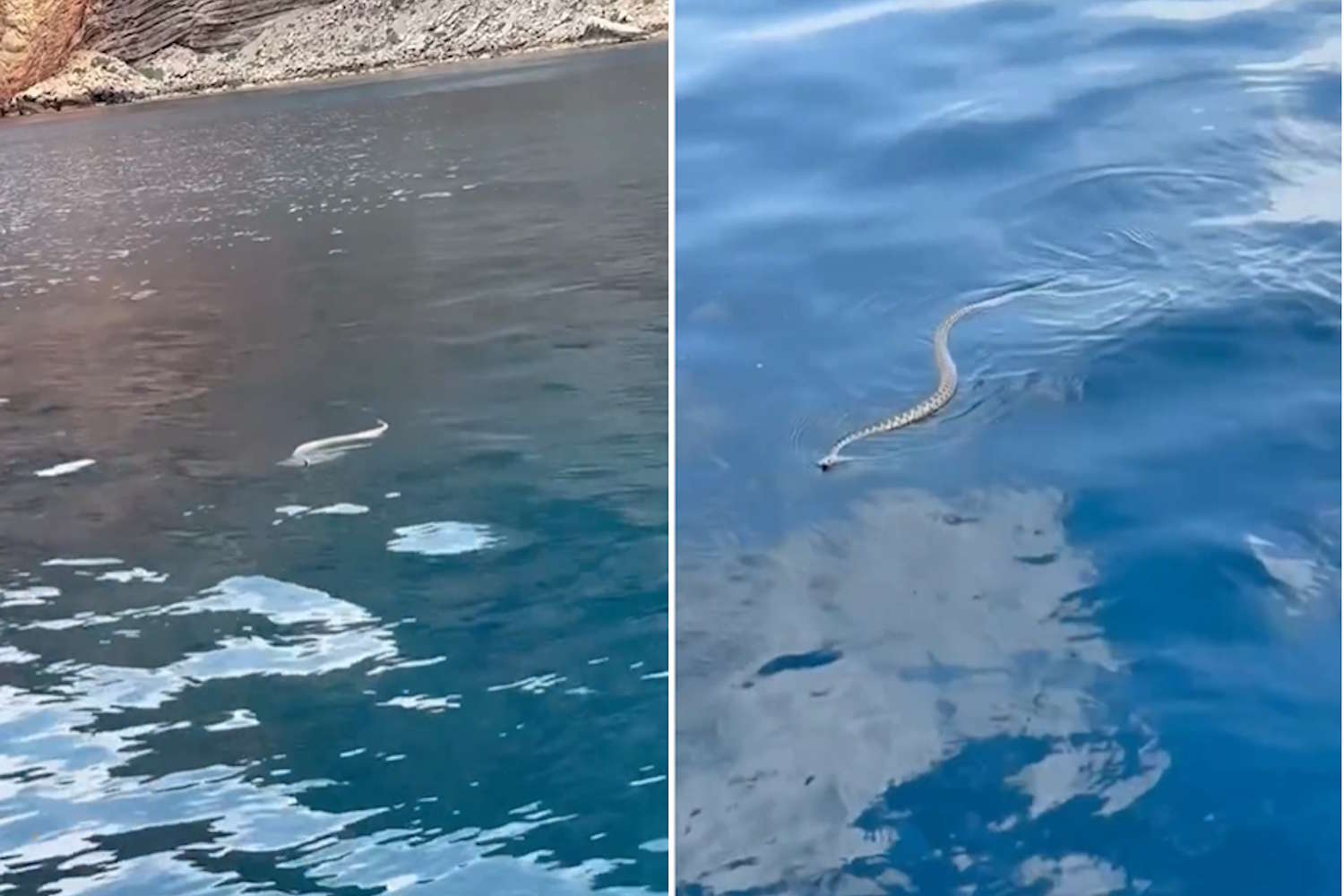 Snakes invasion in Ibiza