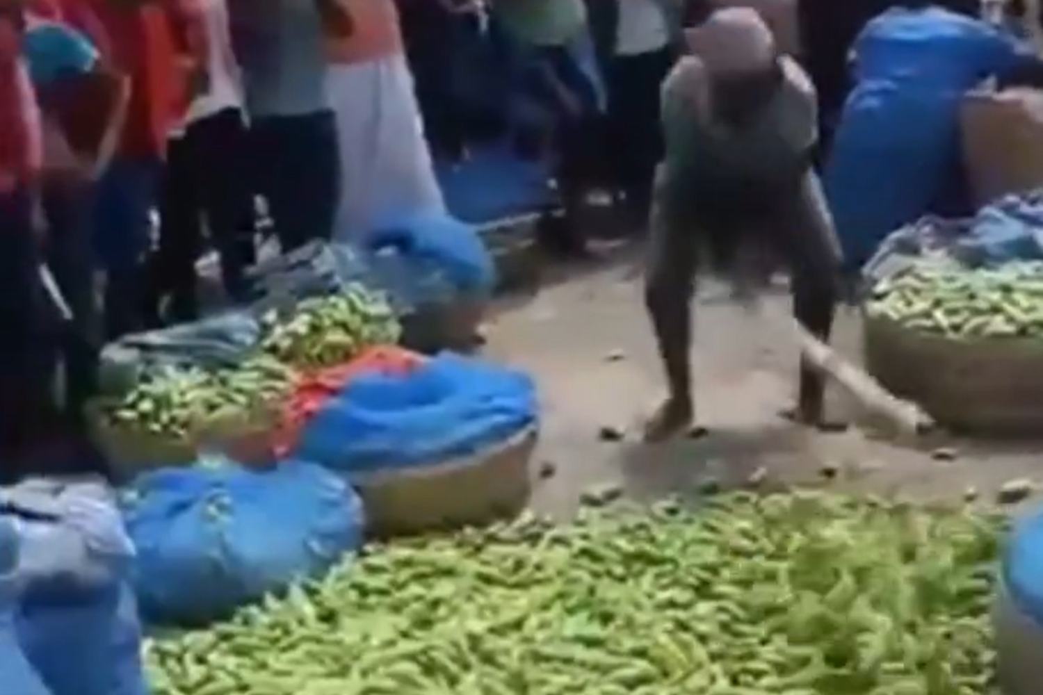 indian farmer destroys entire crop