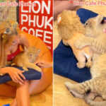little lions Thailand