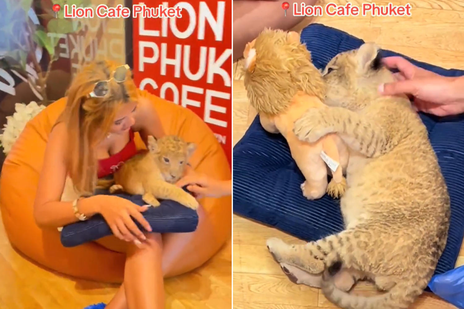 little lions Thailand