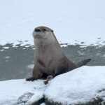 louie the otter