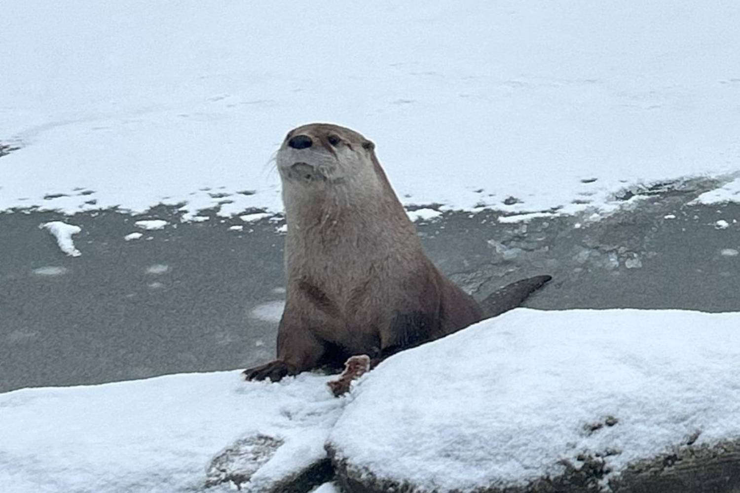 louie the otter