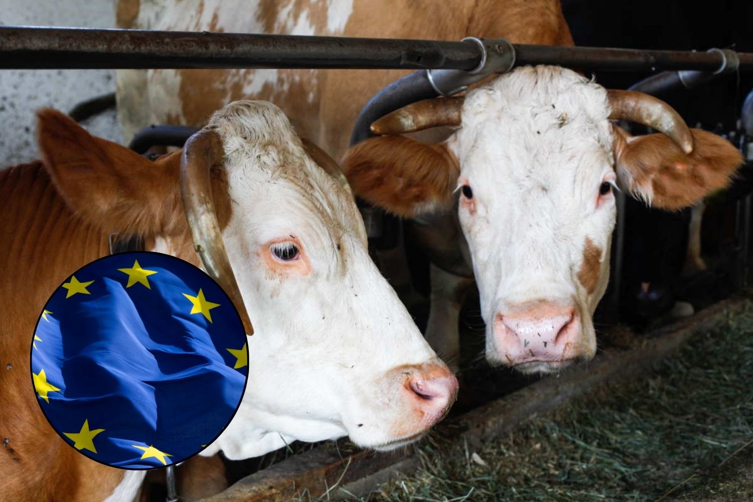 EU-Mercosur trade deal