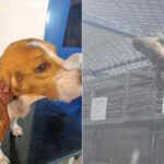 PETA India reveals shocking cruelty inside Palamur Biosciences