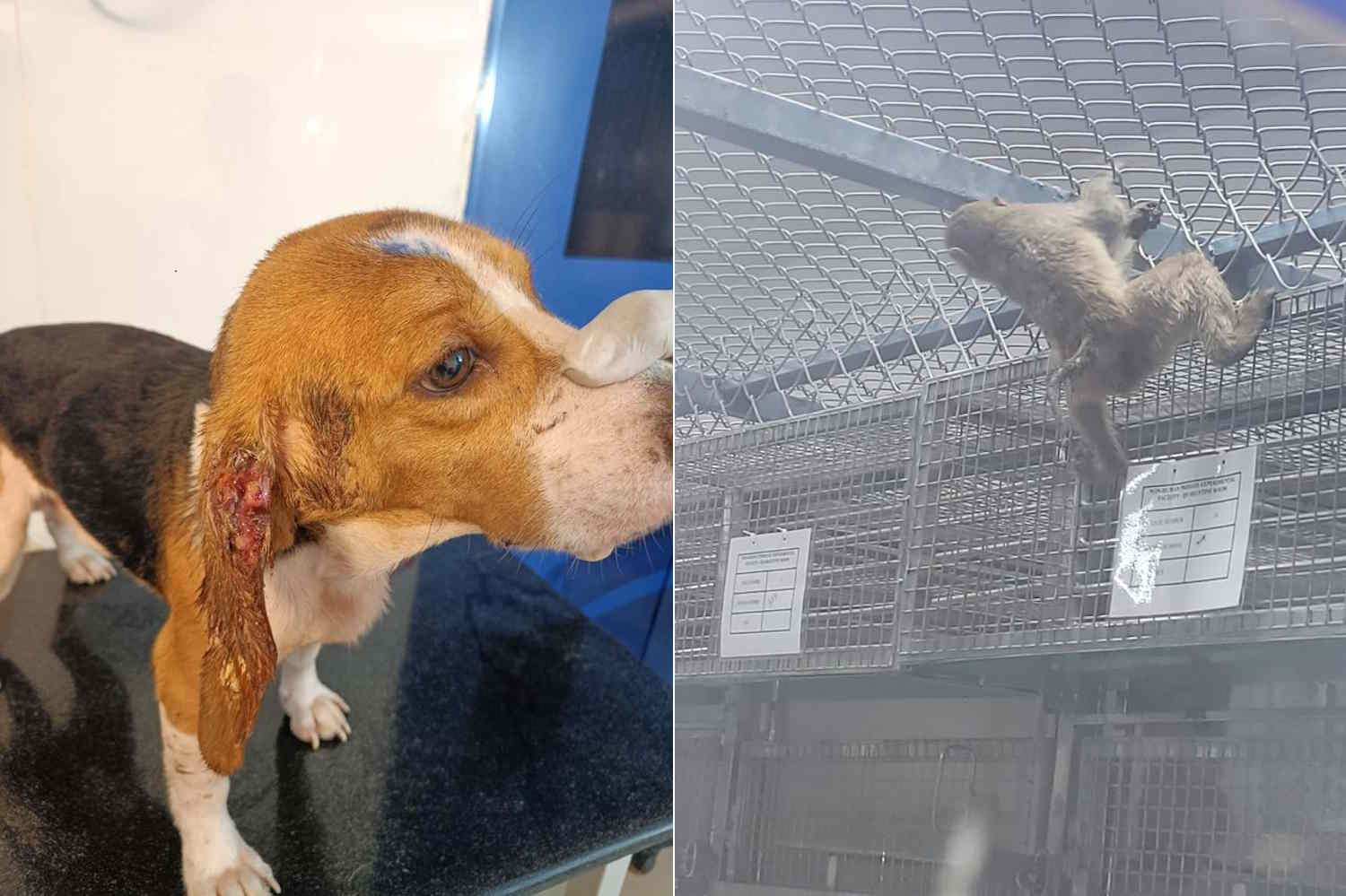 PETA India reveals shocking cruelty inside Palamur Biosciences