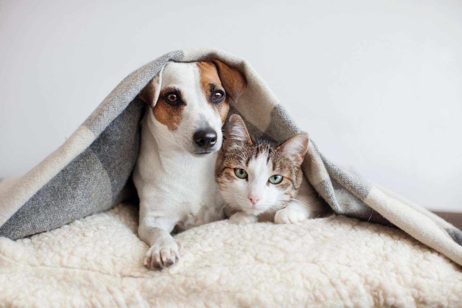 Dog and cat together.