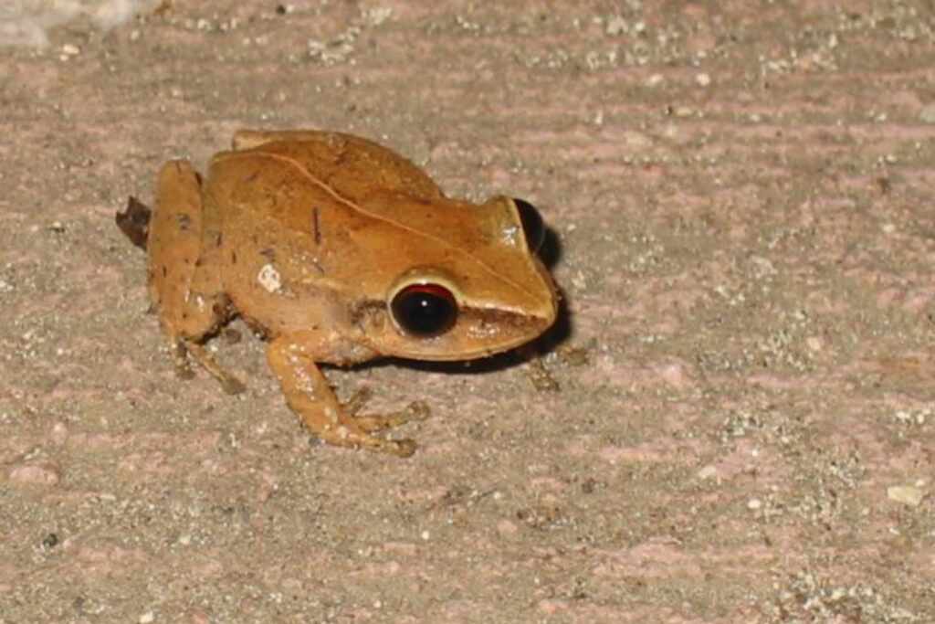 Typical frog from Puerto Rico