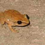 Typical frog from Puerto Rico