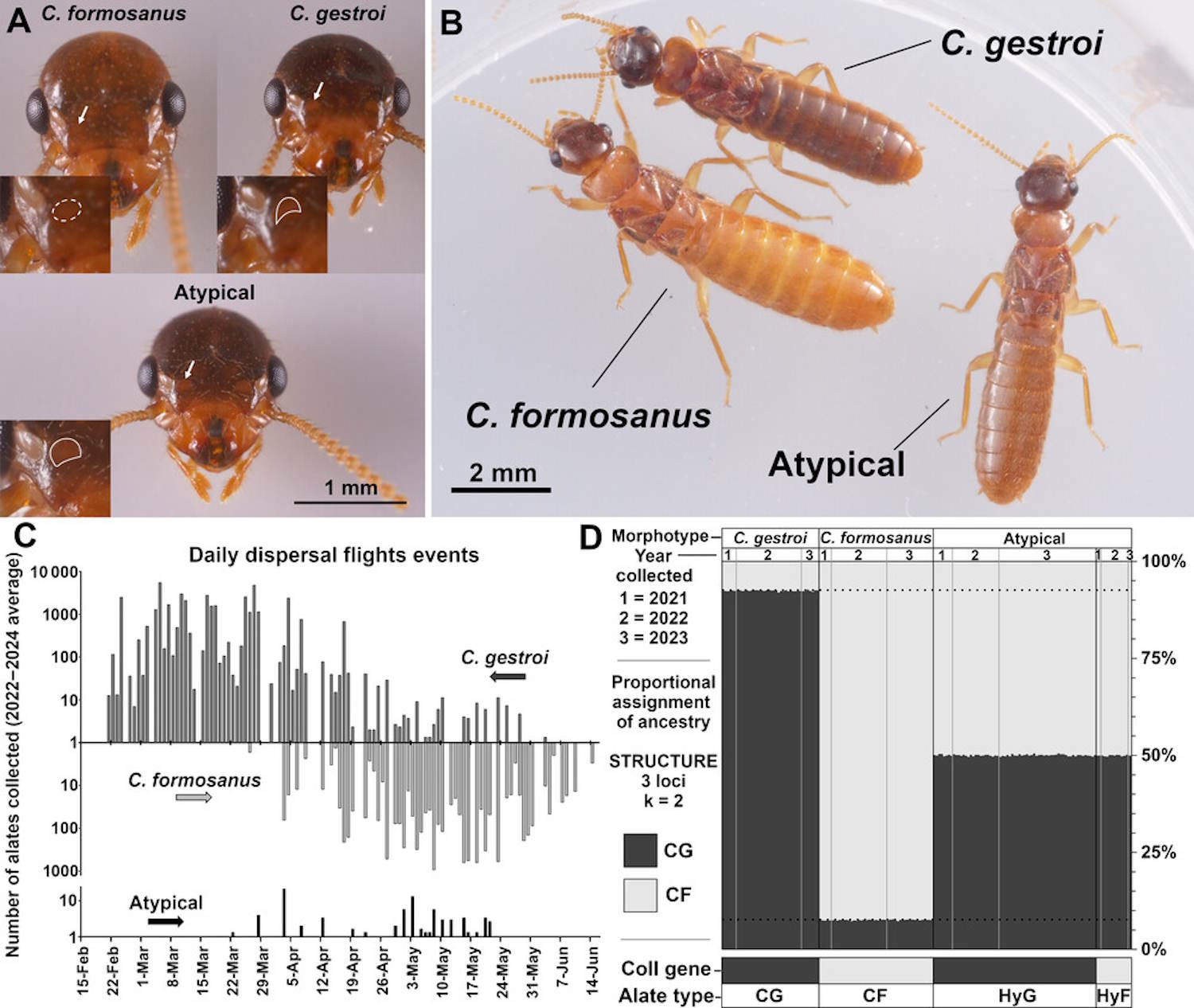 super termites breeding florida