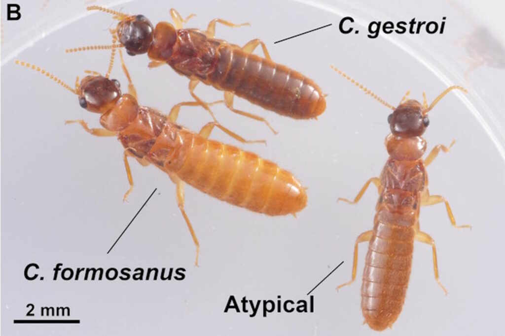 super-termites Florida