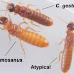 super-termites Florida