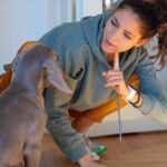 Dog's education