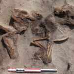 viking burial of woman and dog on senja island