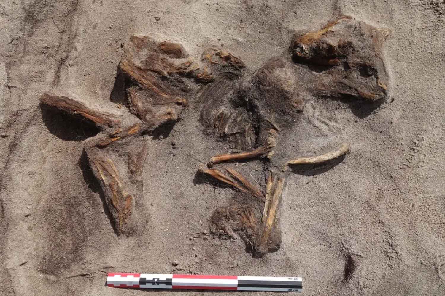 viking burial of woman and dog on senja island