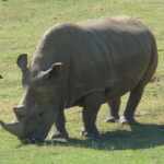 White Rhinoceros