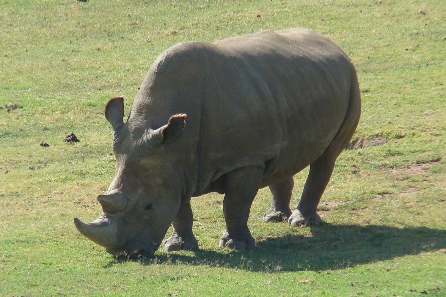 White Rhinoceros
