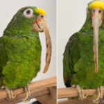 yellow-headed caique parrot freed after 32 years